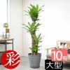 観葉植物 通販 幸福の木 ドラセナ・マッサンゲアナ 10号鉢 鉢カバーオプション KM150001