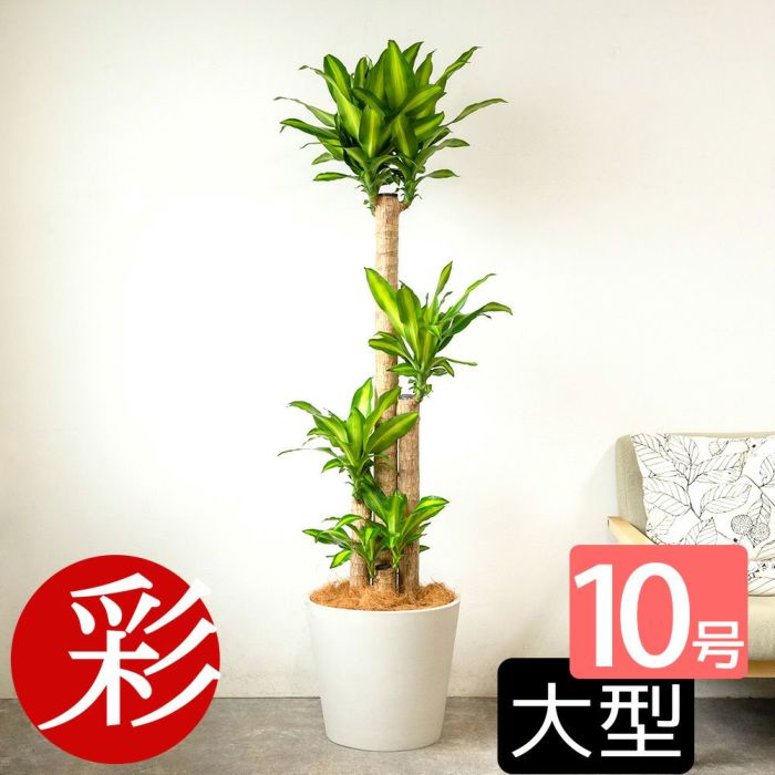 幸福の木 ドラセナ・マッサンゲアナ 10号鉢 選べる鉢カバー付き 観葉植物 本物