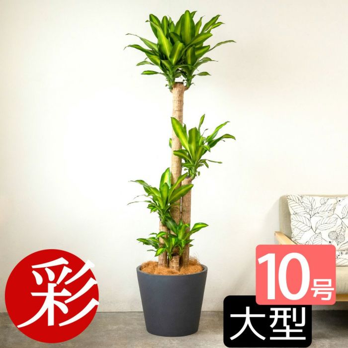 幸福の木 ドラセナ・マッサンゲアナ 10号鉢 選べる鉢カバー付き 観葉植物 本物