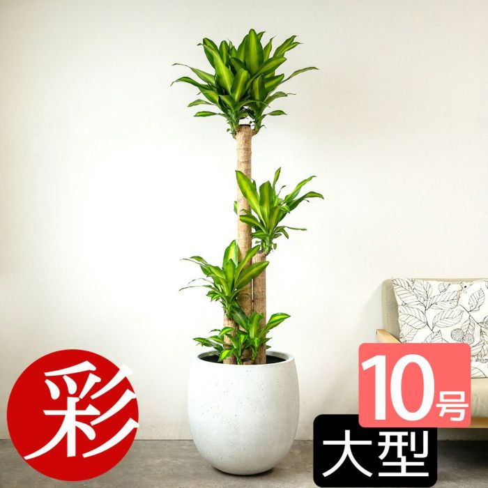 幸福の木 ドラセナ・マッサンゲアナ 10号鉢 選べる鉢カバー付き 観葉植物 本物
