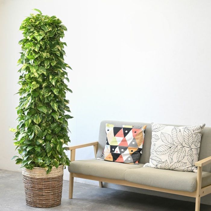 ポトス・タワー仕立て 10号鉢 選べる鉢カバー付き 観葉植物