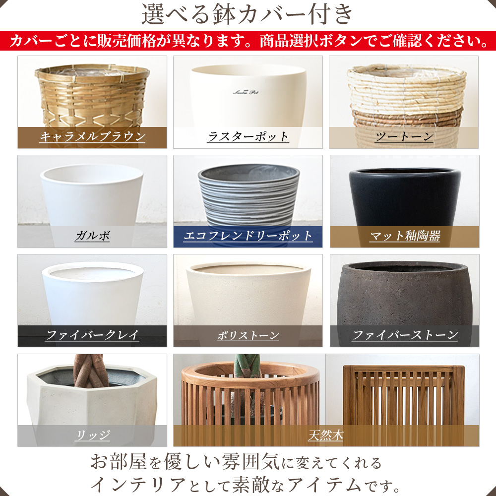 ポトス・タワー仕立て 10号鉢 選べる鉢カバー付き 観葉植物