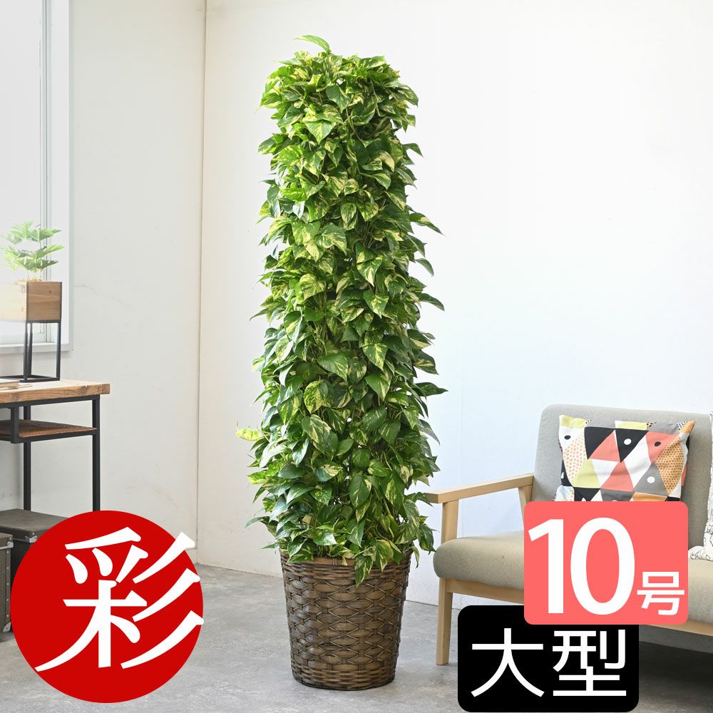 【Mimi⚠東京】空気をキレイにするエコプラント♥ポトスタワー仕立10号② B級品⁄大型観葉植物空気をキレイにするエコプラント♥ポトスタワー