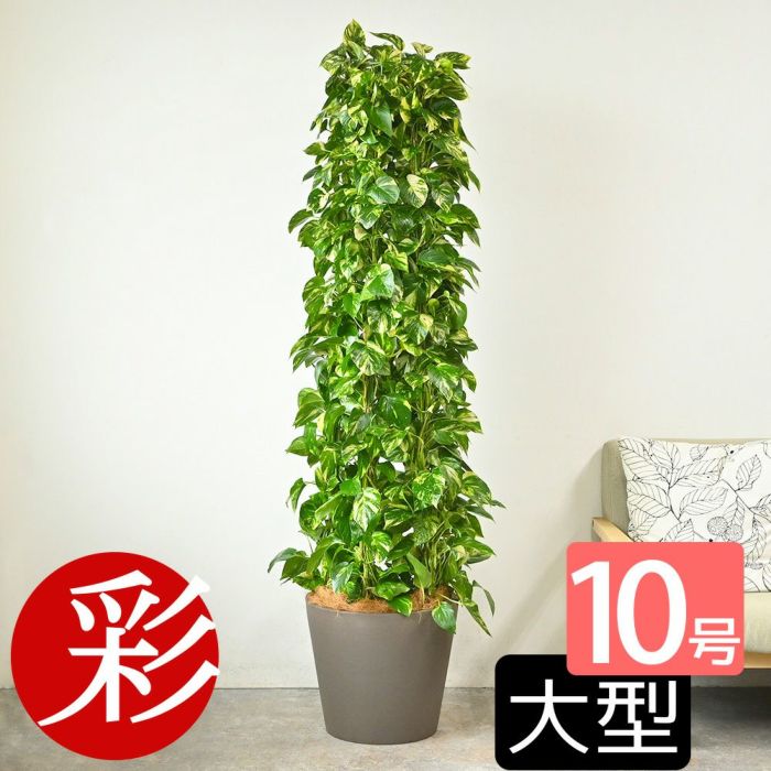 ポトス・タワー仕立て 10号鉢 選べる鉢カバー付き 観葉植物 本物