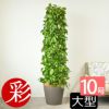 ポトス・タワー仕立て 10号鉢 選べる鉢カバー付き 観葉植物 本物