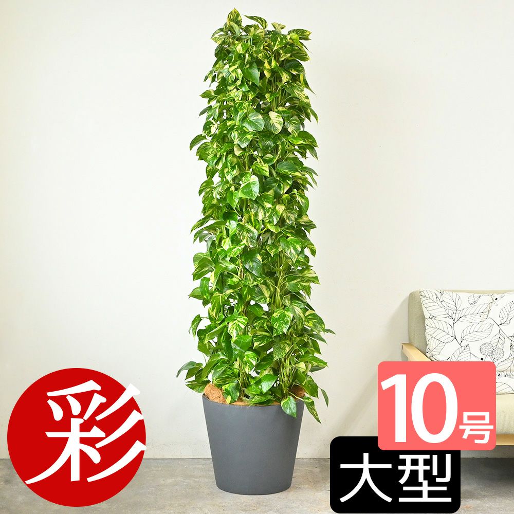 ポトス・タワー仕立て 10号鉢 選べる鉢カバー付き 観葉植物 本物
