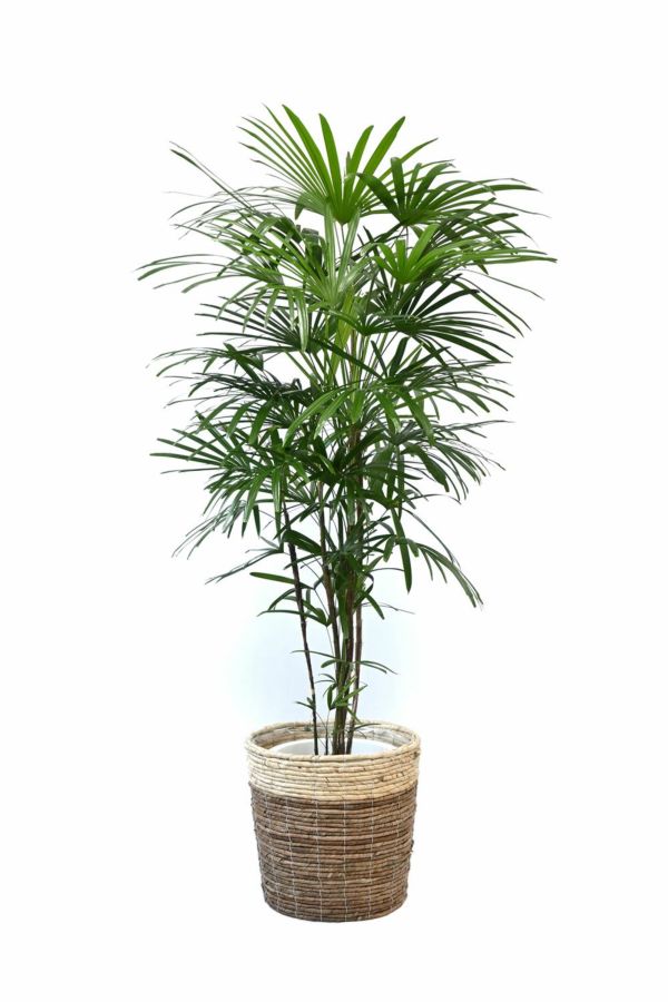 観葉植物 お取り寄せ シュロチク 棕櫚竹 10号鉢 鉢カバー付km