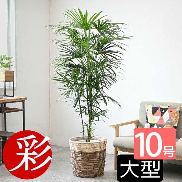 観葉植物 シュロ竹（シュロチク） 10号＋バスケット鉢カバー - 観葉植物