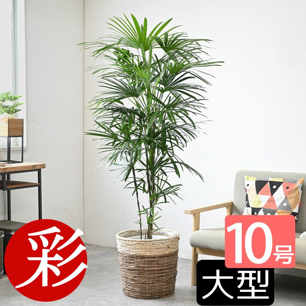 シュロチク（棕櫚竹） 10号鉢 選べる鉢カバー付き 観葉植物