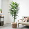 シュロチク（棕櫚竹） 10号鉢 選べる鉢カバー付き 観葉植物