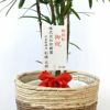 シュロチク（棕櫚竹） 10号鉢 選べる鉢カバー付き 観葉植物