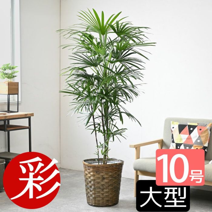 観葉植物 通販 【お取り寄せ】 シュロチク（棕櫚竹） 10号鉢 鉢カバー付 KM180001