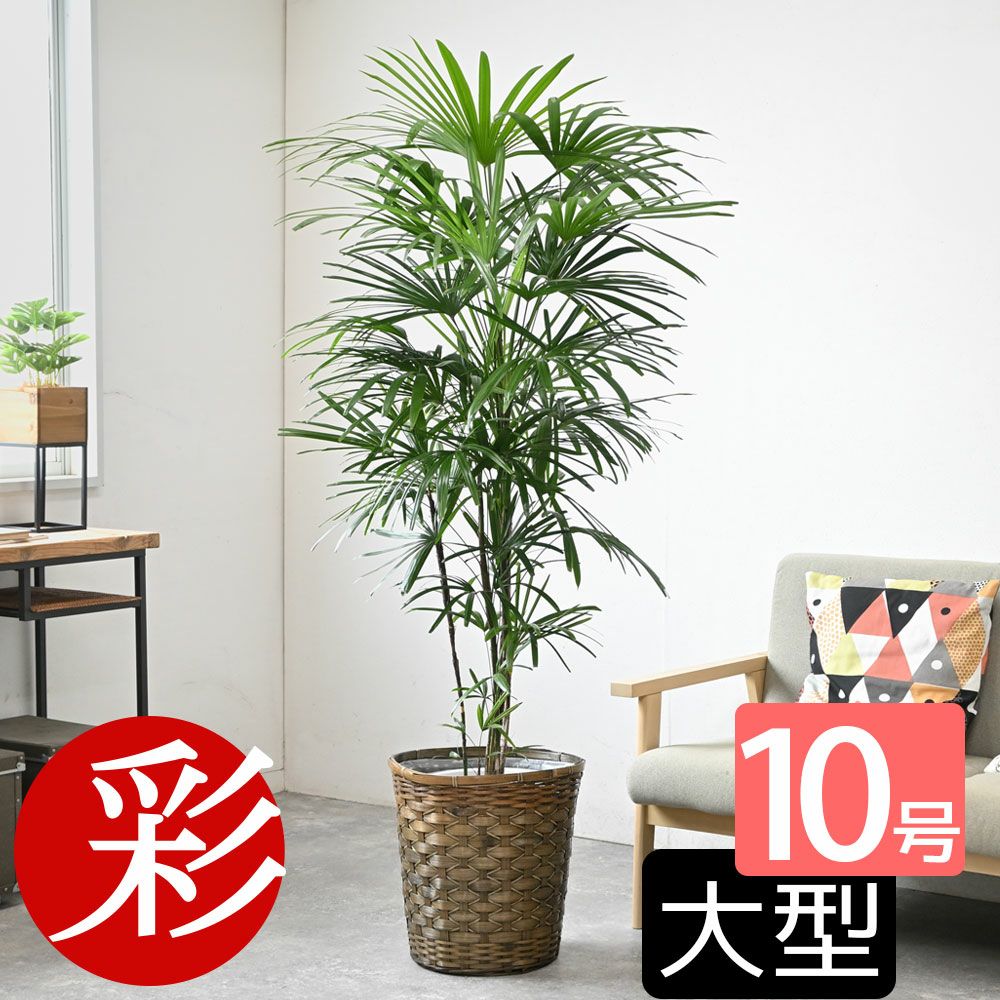 観葉植物 通販 【お取り寄せ】 シュロチク（棕櫚竹） 10号鉢 鉢カバー付 KM180001