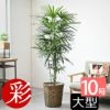 観葉植物 通販 【お取り寄せ】 シュロチク（棕櫚竹） 10号鉢 鉢カバー付 KM180001