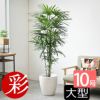 観葉植物 通販 【お取り寄せ】 シュロチク（棕櫚竹） 10号鉢 鉢カバー付 KM180001