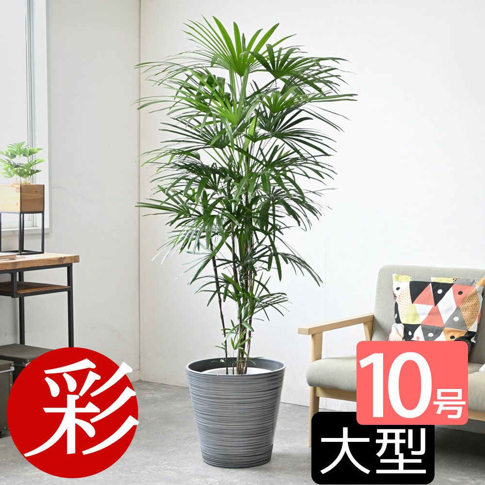 観葉植物 通販 【お取り寄せ】 シュロチク（棕櫚竹） 10号鉢 鉢カバー付 KM180001