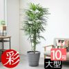 観葉植物 通販 【お取り寄せ】 シュロチク（棕櫚竹） 10号鉢 鉢カバー付 KM180001