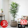 観葉植物 通販 【お取り寄せ】 シュロチク（棕櫚竹） 10号鉢 鉢カバー付 KM180001
