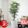 観葉植物 通販 【お取り寄せ】 シュロチク（棕櫚竹） 10号鉢 鉢カバー付 KM180001