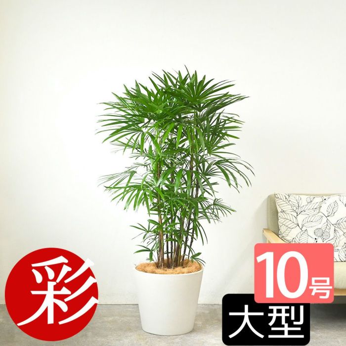  シュロチク（棕櫚竹） 10号鉢 選べる鉢カバー付き 観葉植物 本物