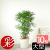  シュロチク（棕櫚竹） 10号鉢 選べる鉢カバー付き 観葉植物 本物