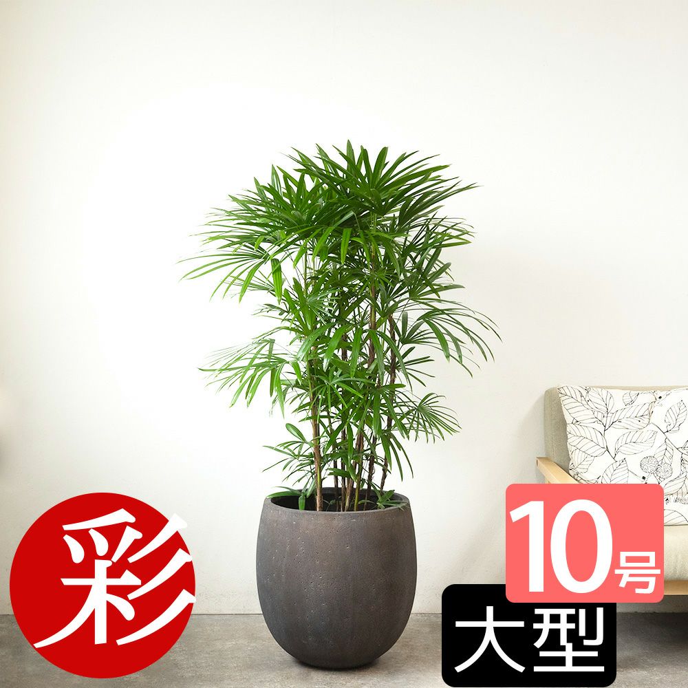  シュロチク（棕櫚竹） 10号鉢 選べる鉢カバー付き 観葉植物 本物