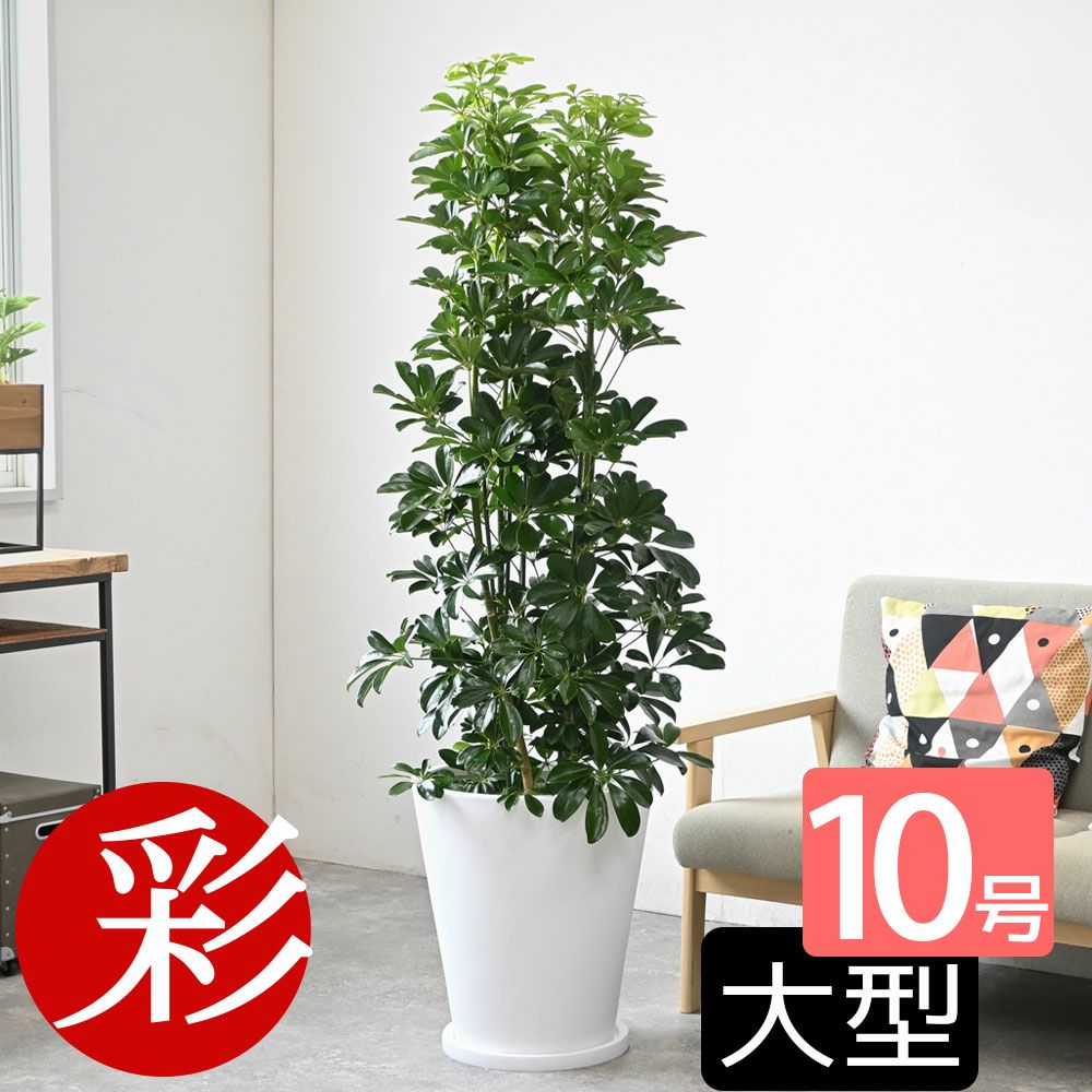 観葉植物 通販 ホンコンカポック 10号鉢 陶器（ファイバークレイ）鉢カバー付 KM210001