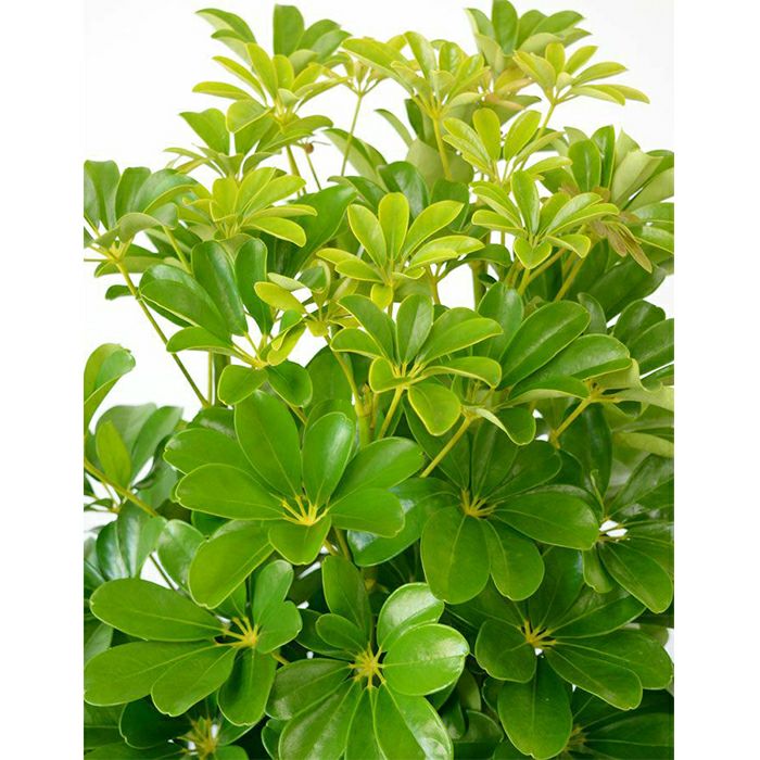 観葉植物 通販 ホンコンカポック 10号鉢 陶器（ファイバークレイ）鉢カバー付 KM210001