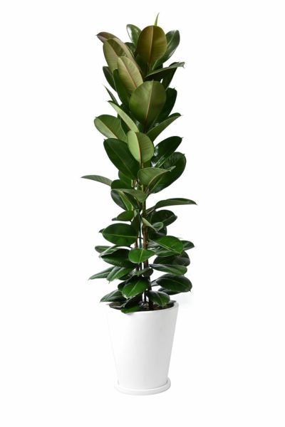 丸い葉の観葉植物