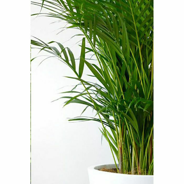 観葉植物 通販 アレカヤシ 10号鉢 陶器（ファイバークレイ）鉢カバー付 KM230003