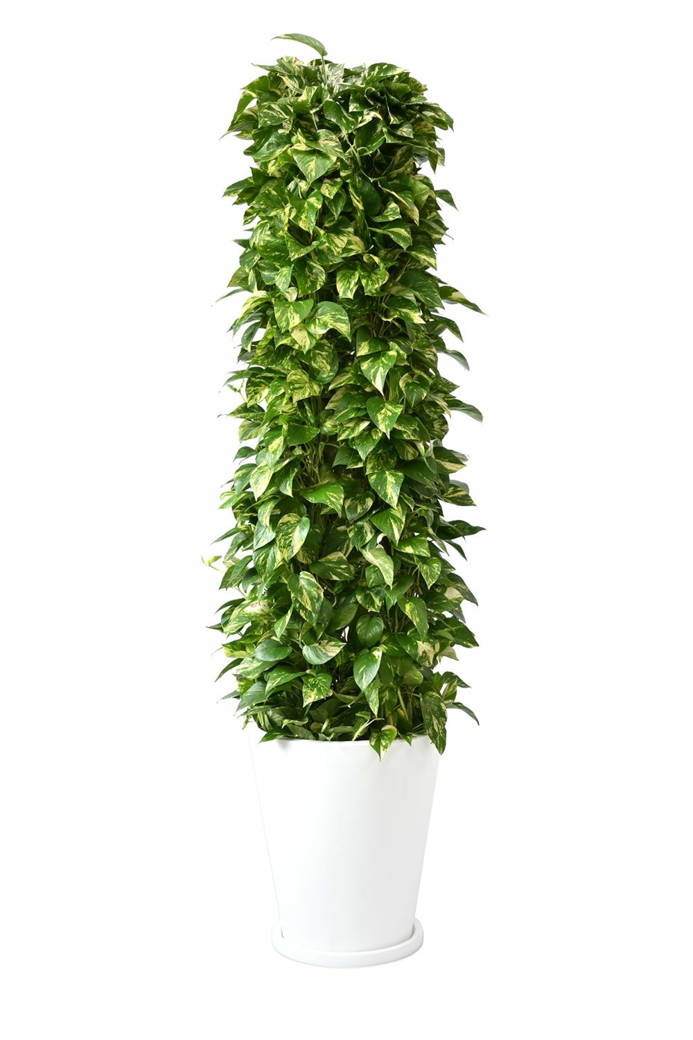 観葉植物 ポトス タワー仕立て 10号鉢 陶器 ファイバークレイ 鉢カバー付