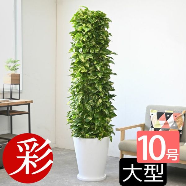 全国送料無料ギフト ポトス・タワー仕立て 陶器（ファイバークレイ）鉢カバー 10号鉢 モンステラ・ポトス