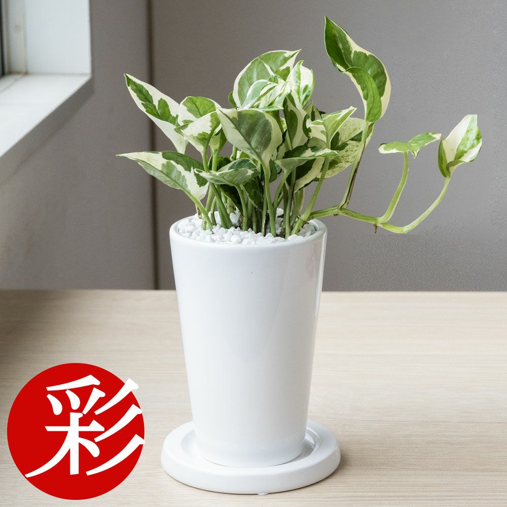 観葉植物 ポトス・エンジョイ