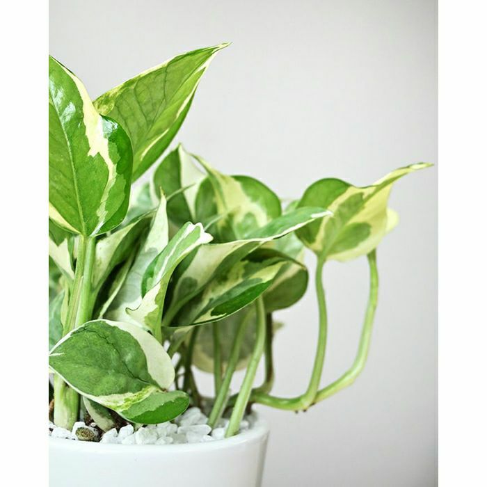 観葉植物 ポトス・エンジョイ
