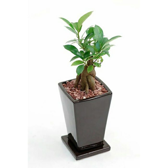 丸い葉の観葉植物を選ぶ