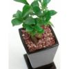 観葉植物 通販 ガジュマル（多幸の木） ココアブラウン陶器 MN030008
