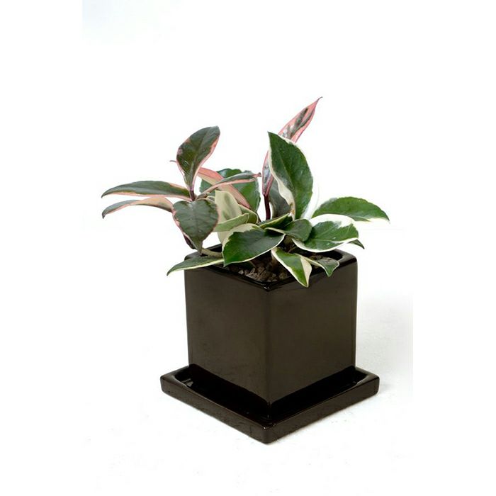 ホヤ カルノーサ バリエガタ 通販 観葉植物の専門店 彩植健美