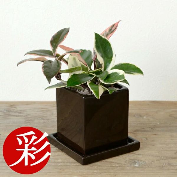 観葉植物 ホヤ カルノーサ バリエガタ フイリサクララン