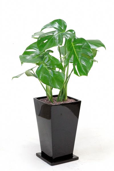 モンステラ ヒメモンステラ 通販 観葉植物の専門店 彩植健美 モンステラ ヒメモンステラ 通販 観葉植物の専門店 彩植健美