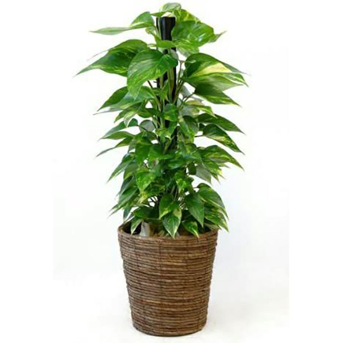 ハート形の葉の観葉植物を選ぶ