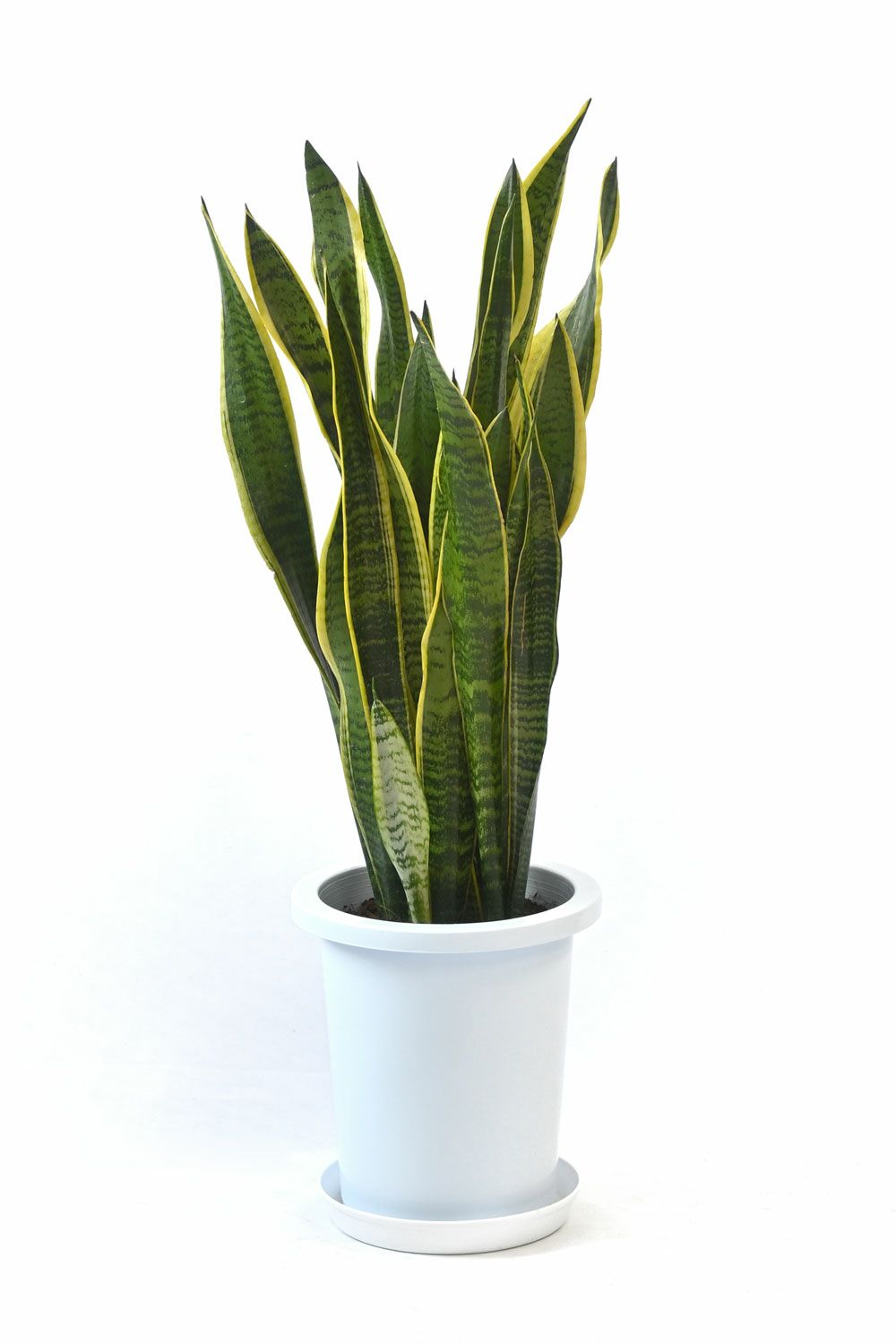 観葉植物 サンセベリア サンスベリア ローレンティー8号鉢rg