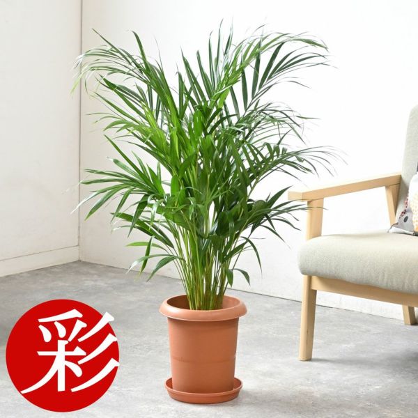 アレカヤシ 8号鉢 観葉植物 本物