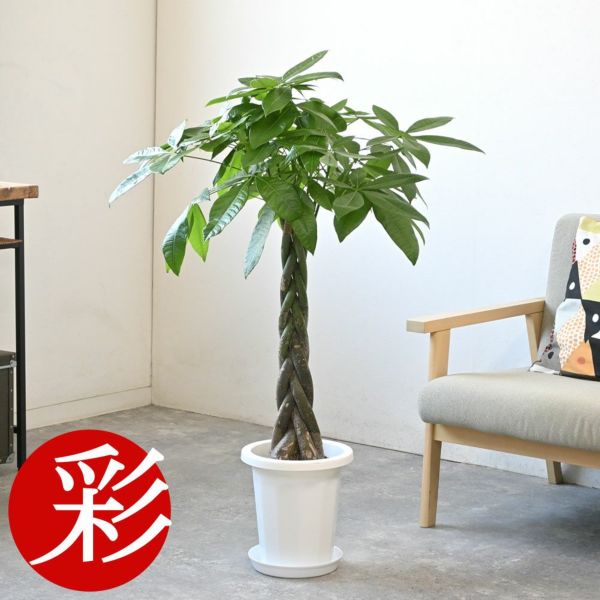 パキラ 8号鉢 観葉植物 本物