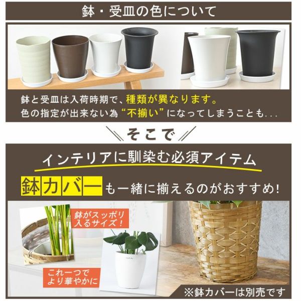 パキラ 8号鉢 観葉植物 本物