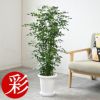 観葉植物 通販 ゲッキツ （シルクジャスミン） 8号鉢 RG050011