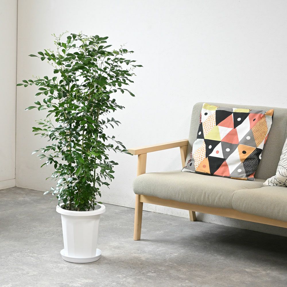 観葉植物 通販 ゲッキツ （シルクジャスミン） 8号鉢 RG050011