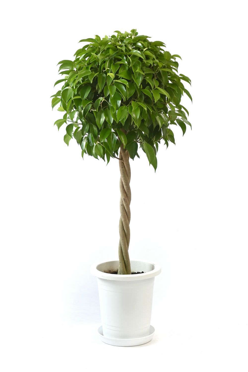 観葉植物 通販 フィカス・ベンジャミナ(ベンジャミン)8号鉢・RG060001