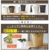 観葉植物 通販 フィカス・ベンジャミナ(ベンジャミン)8号鉢・RG060001