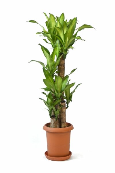 観葉植物 通販 幸福の木  ドラセナ・マッサンゲアナ  8号鉢 RG060002