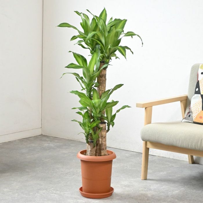 観葉植物 通販 幸福の木  ドラセナ・マッサンゲアナ  8号鉢 RG060002